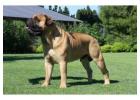 Dog Owners! Satisfy your Dogs Aggressive Chewing Urges!