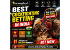 Best Cockfighting Betting in India – Explore Dreamplay1